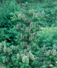 Plante veşnic verzi Plante veşnic verzi